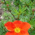 Potentilla fruticosa 'Red Ace' fleur